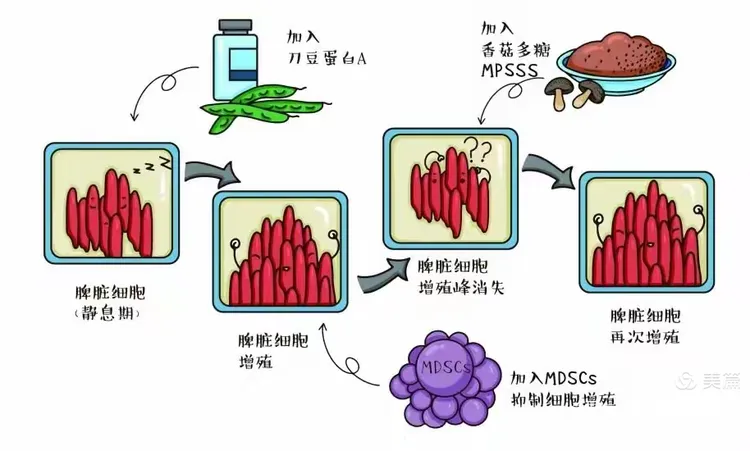 调养免疫——多糖与健康 (下)